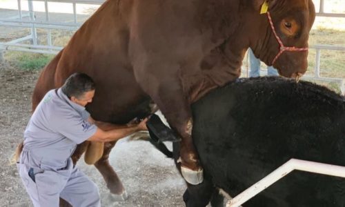COURSE ON SEMEN EVALUATION AND REPRODUCTIVE CAPACITY OF BULLS VIRTUAL MODALITY