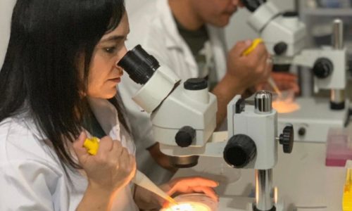 COURSE ON FERTILIZATION AND CULTURE OF EMBRYOS PRODUCED IN VITRO IN CLASSROOM Course MODE