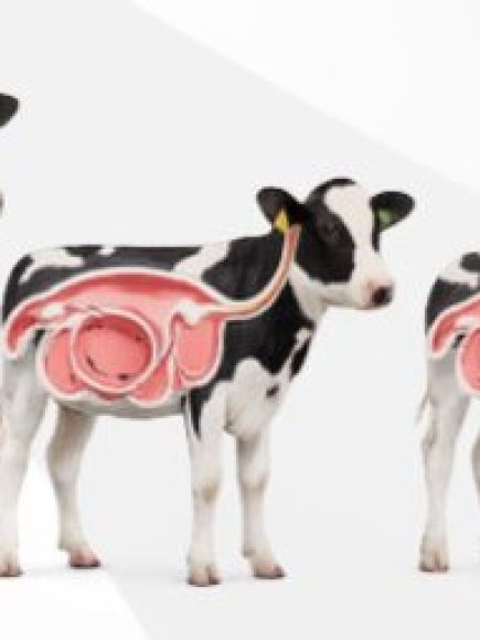 COURSE ON BASIC NUTRITION IN BOVINES, Class room Course