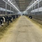 Importancia de la nutrición en bovinos