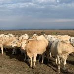 Beneficios de la inseminación artificial en bovinos