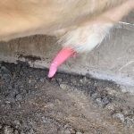Balanitis in Bulls: Everything You Need to Know