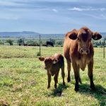 How to Improve Fertility in Your Cattle Herd?