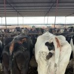 Complejo Respiratorio Bovino (CRB): Causas, Síntomas y Estrategias de Prevención