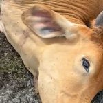 Muerte súbita en bovinos