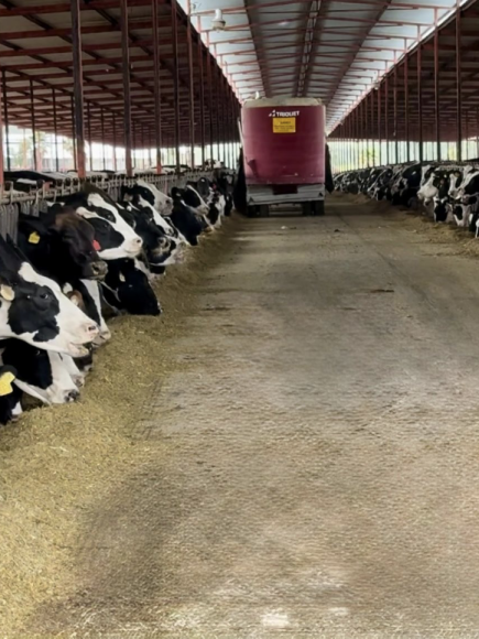 DIPLOMADO EN NUTRICIÓN BOVINA MODULO 4