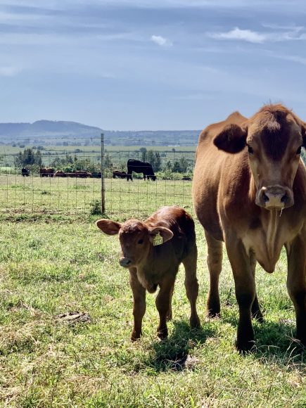 DIPLOMADO EN NUTRICIÓN BOVINA MODULO 2