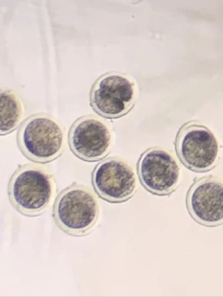 CURSO DE CRIOPRESERVACIÓN DE EMBRIONES BOVINOS